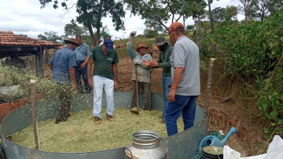Capim mata éguas em Minas Gerais — CompreRural