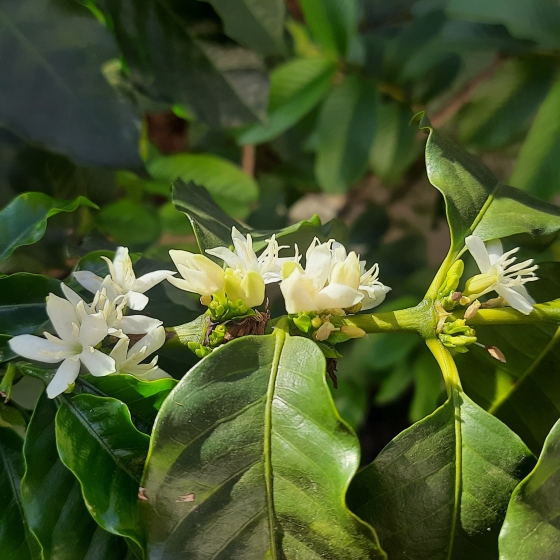 folhas verdades com o fruto do café na cor branca