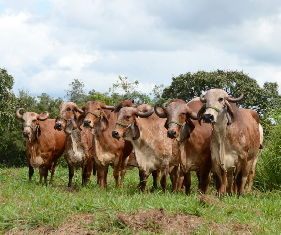 vacas e bois no pasto