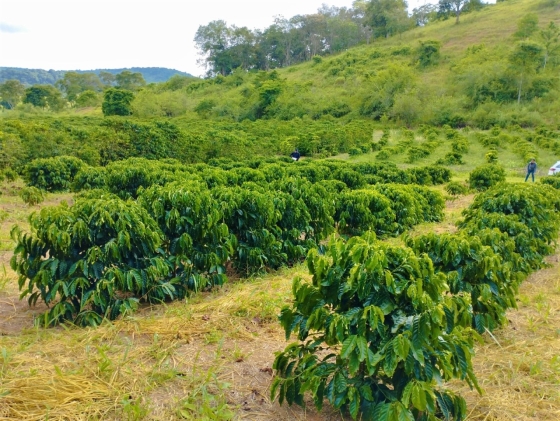 Conilon Robusta Verde Coffee