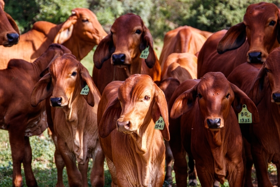Imagem de um rebanho bovino