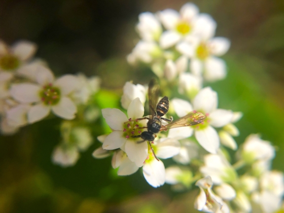 mosquito pousado em cima de flores
