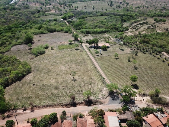 Vista área de área cultivada com Palma Forrageira