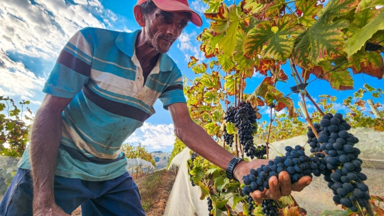 Agricultor exibe um cacho de uvas na mão em uma vitivinicultura.