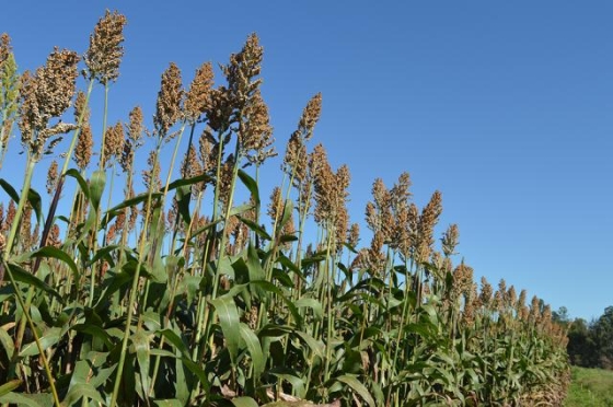 Imagem de sorgo 