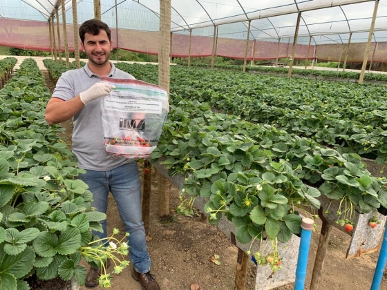 Produtor certificado de morangos