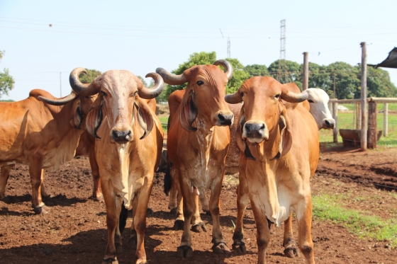 Foto mostra rebanho bovino Gir