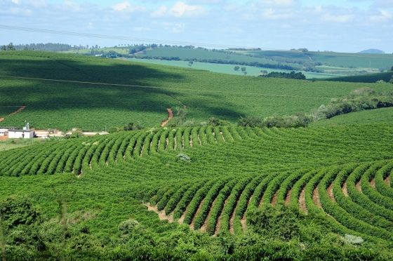 Foto mostra vista aérea de plantação de café