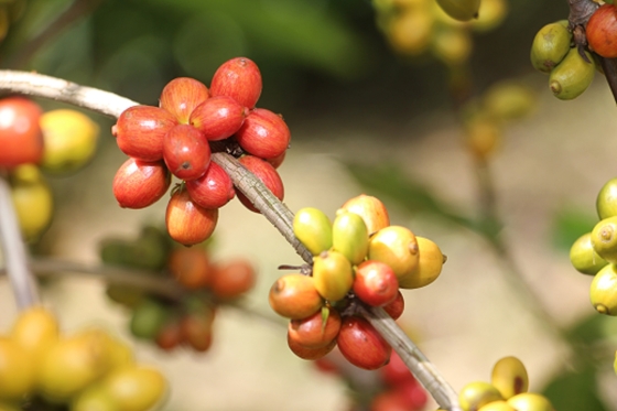 Foto mostra detalhes de frutos de café maduros no pé