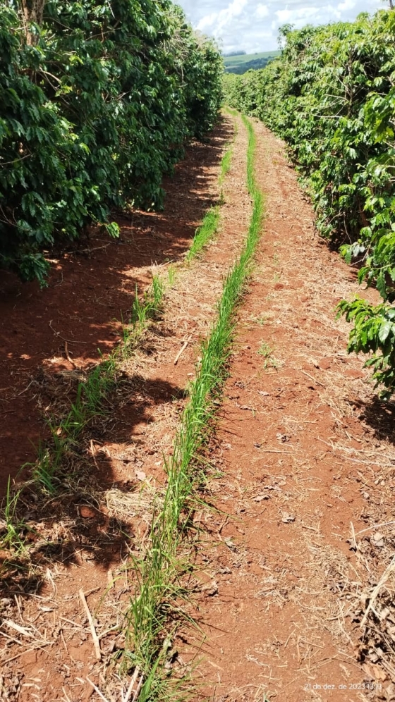 Imagem de plantio de café com arroz