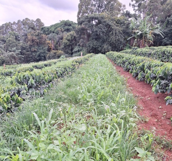 Foto mostra uma área de cafezal com plantas de cobertura