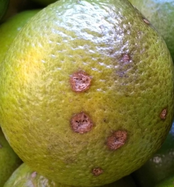 Foto mostra uma laranja com a casca ferida, com incidência do cancro cítrico