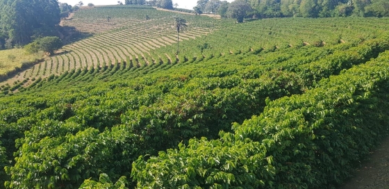 imagem plantação de café