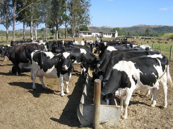Foto mostra rebanho de gado leiteiro alimentando no cocho