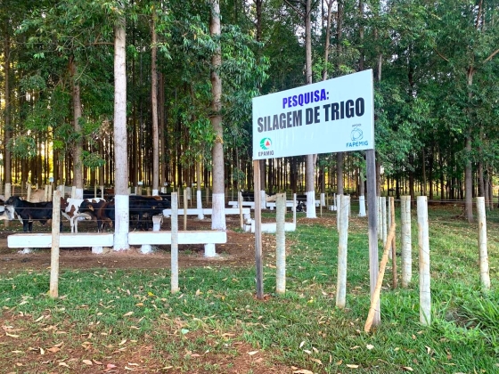 Imagem da entrada de uma propriedade com uma placa indicando pesquisa da Epamig com silagem de trigo