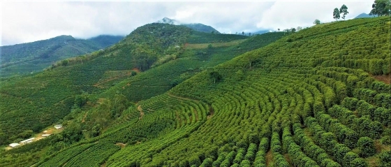 Foto de lavoura de café em Espera Feliz
