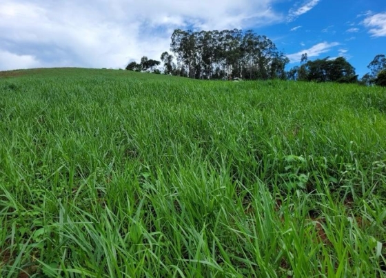 pasto verde com árvores ao fundo contrastando com céu azul nublado