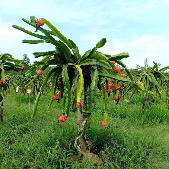 Foto mostra detalhe de uma pitaya no pé