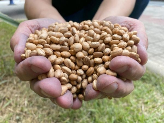 Foto mostra uma mão carregada com as sementes de feijão que serão distribuídas