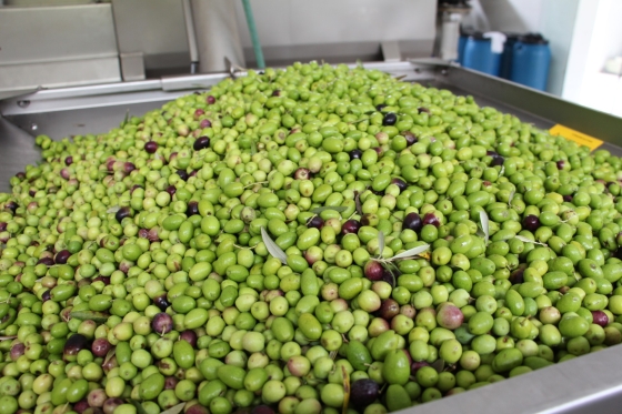 azeitonas verdes empilhadas em uma máquina para extrair azeite de oliva