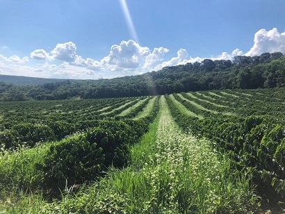 Lavoura de café com floresta natural ao fundo