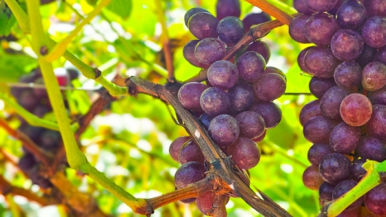 Produção de uvas em Grão Mogol