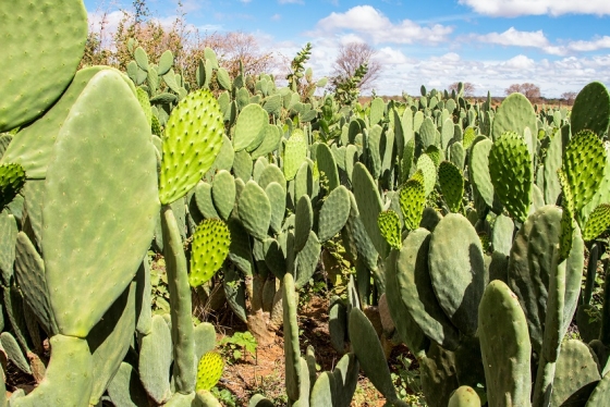 A palma forrageira é resiliente, eficiente no uso da água e tem alto potencial produtivo