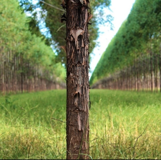 Crédito: Maria Teresa Leal