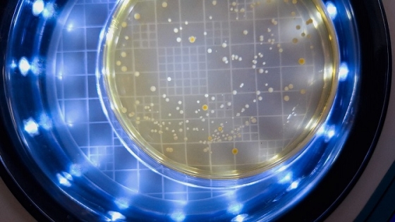 Visualização de microrganismos de queijo artesanal