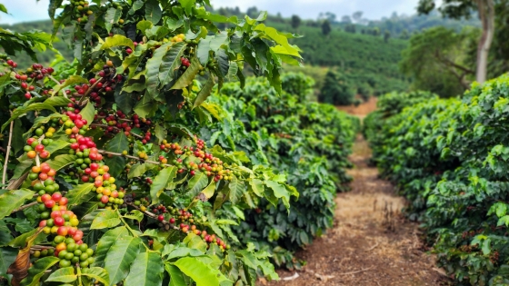 Crédito: Diego Vargas/Seapa MG