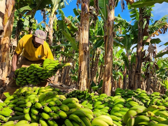 O aumento da procura por alimentos associados a uma alimentação saudável é um dos fatores