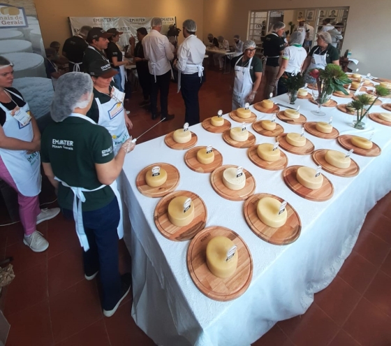 Concurso de queijos reúne produtores de diferentes regiões