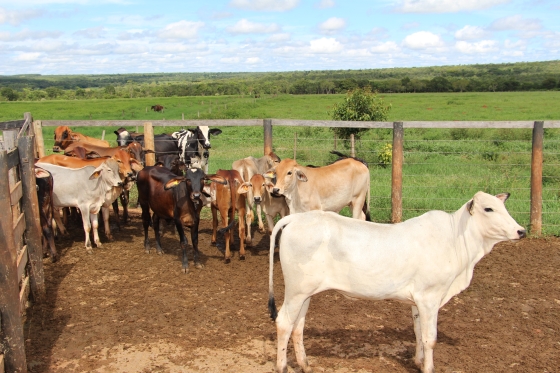 Dia de Campo tem como objetivo  favorecer a formação de vacas  mais produtivas