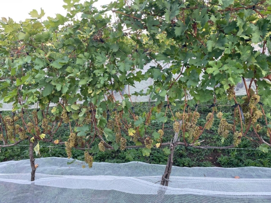 Projeto busca identificar alternativas que possam contribuir para produção mais sustentável de uvas sem perder a qualidade