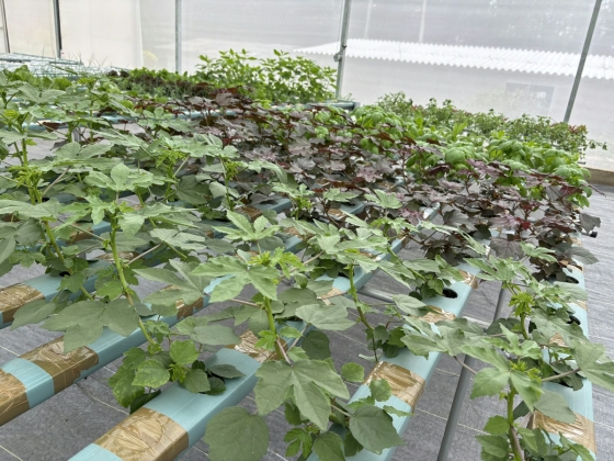 A hidroponia favorece o cultivo em menores espaços, reduz o ciclo de cultivo das plantas com baixo consumo de insumos