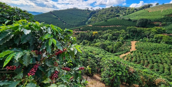 Minas Gerais é o maior produtor de café do país e um dos principais produtores de café arábica do mundo