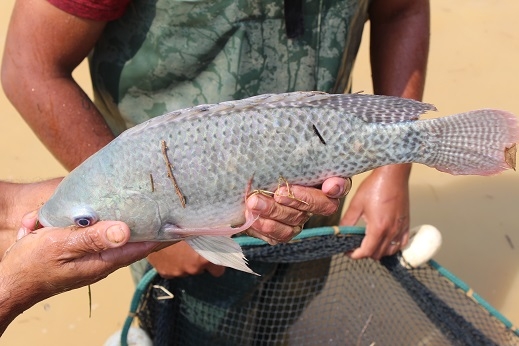 O desafio proposto às equipes, formadas por até cinco integrantes, é encontrar alternativas para reduzir os riscos de mortalidade de peixes