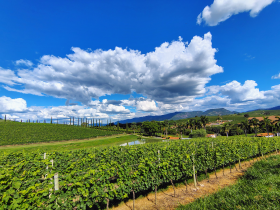 Vinhedos Casa Geraldo Andradas-MG