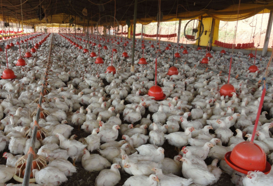Granja com muitos frangos