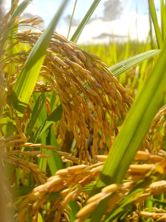 Foto de grãos de arroz em detalhe na lavoura