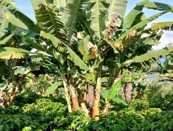 Bananeira
