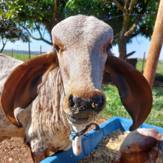 A imagem mostra um único bezerro de frente para a câmera 