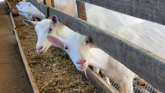 Foto de cabras se alimentando no cocho