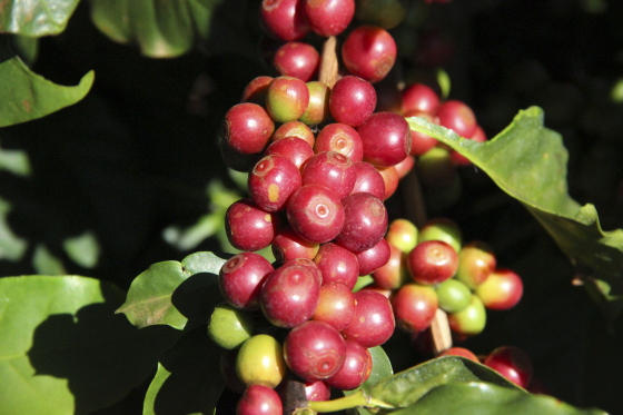 Galho de café carregado de grãos vermelhos