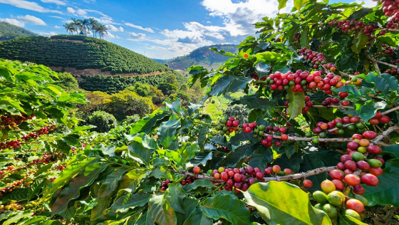 Lavouras de café no Sul de Minas 