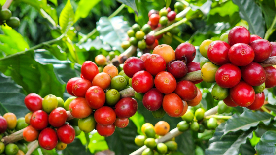 Imagem contém grãos de café maduros