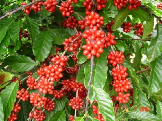 Foto mostra pé de café carregado com fruto maduro