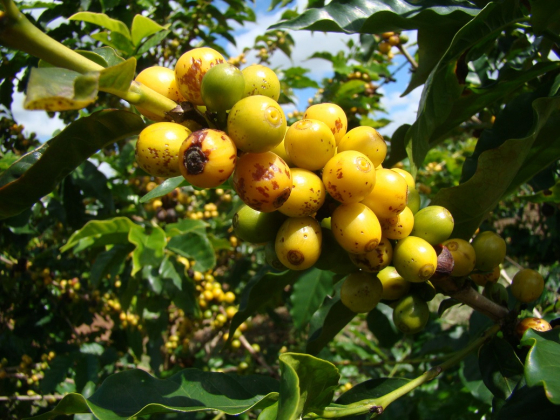 Foto mostra pé de café carregado com frutos