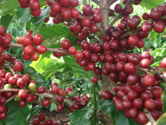 Foto mostra pé de café carregado de frutos