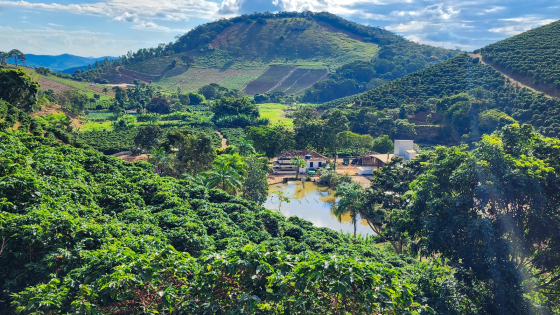 Lavoura de café